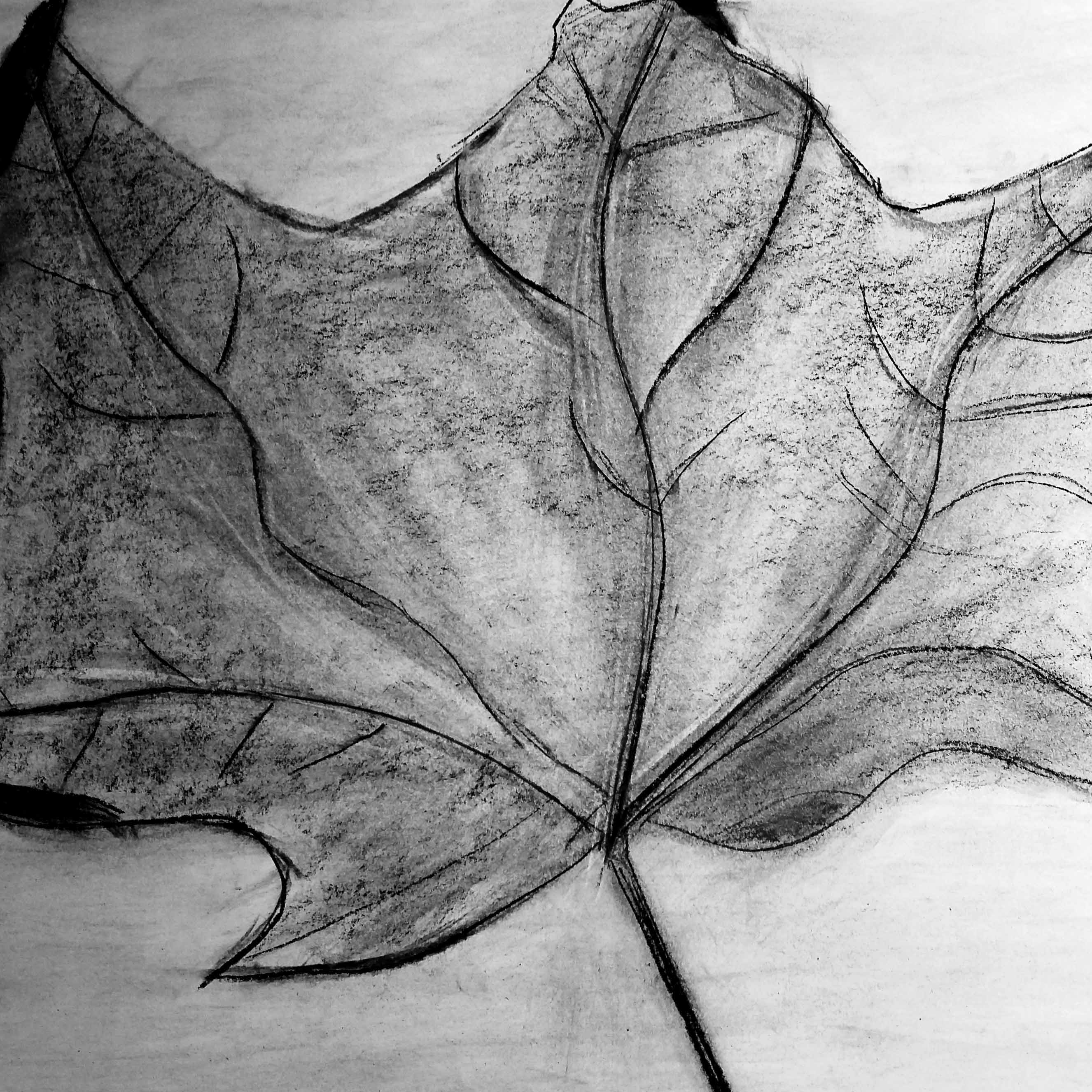 Leaf